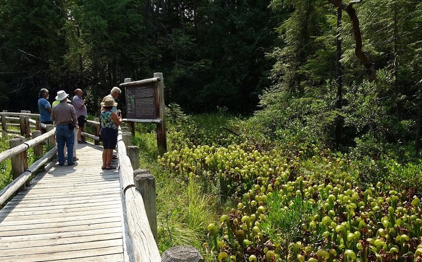 Darlingtonia State Natural Site, Oregon, USA
